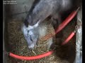 Quelques chevaux... Quelques poneys...