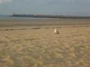 Le go�land, �me solitaire - speakerine Camille, prod elodie.