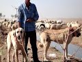 kangaldogs.nl