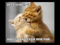 LOL CATS: silly kittens LOL CATS: silly kittens
