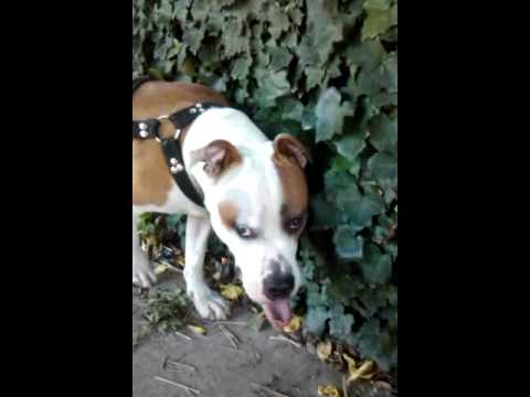 pitbull