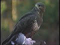 Buzzard, Bird of prey, Veluwe