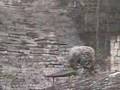 Mayan ruins at Copan