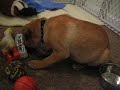 Puggles, Texas Ranger\ Puggles, Texas Ranger\