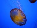 meduzy_aquarium