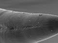 fly-over-c-elegans.html