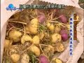 Maca Koken En Taiwan