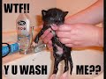 funny cats lol!! funny :) pt 2