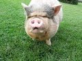 Lola the Talking Pig