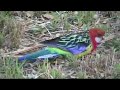 Roaming Rosella Roaming Rosella