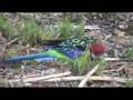Roaming Rosella