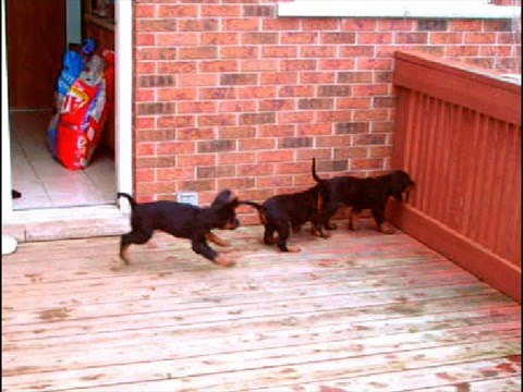 Gordon Setter puppies at 56 days old ...