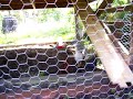Chicken Coop Deville