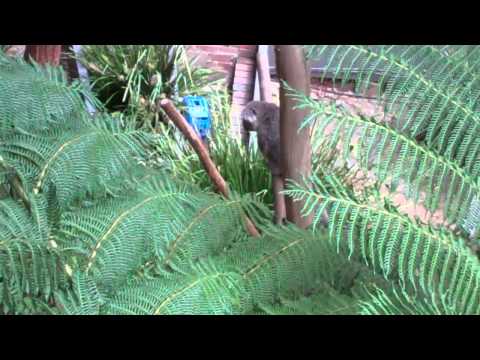 See video