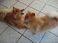 Long Island Dog Daycare and Boarding - The Doggie Nanny