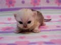 Persian Kitten Falling Asleep - So Cute! Persian Kitten Falling Asleep - So Cute!