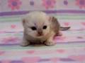 Persian Kitten Falling Asleep - So Cute!