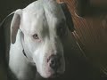 Our Pitbulls cuddling the Kittens- TOO CUTE!!