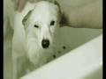 Teaching An Old Dog New Tricks