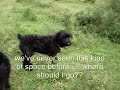 Schnauzers\