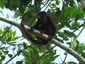 Tambopata National Reserve