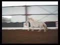 Jessie Free Lunging
