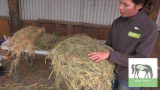 How to choose the right hay for your horse