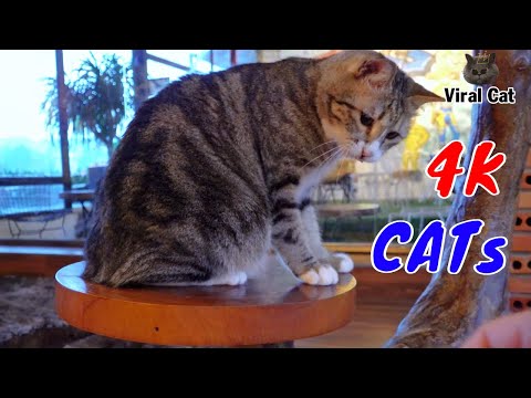 Hài Hước Thư Giãn Cùng Các Hoàng Thượng Mèo Video 4K Tập 3