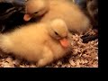 Cute Chicks? - No, REALLY Sweet Baby Ducks Cute Chicks? - No, REALLY Sweet Baby Ducks