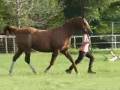 Schooling Sport Horse In Hand--On the Triangle