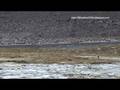 videos de Pato juarjual - Lophonetta specularioides (SilvestresChile)