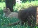 Orangutan and Cat Cohabitating