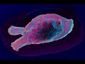 FISHspeak.wmv