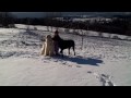 2009-05-26 | New England Sledding ~> Afghan Hound, Cyan Lotus, Sledding, New England, at Play in Winter ... Afghan Hound Sledding New England Winter ...  (2:14)