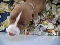 PIT BULL BABES