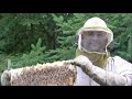 Beekeeping Pollination