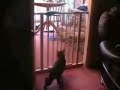 Funny Cat Jump - Gato Saltando GRACIOSO Funny Cat Jump - Gato Saltando GRACIOSO