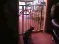 Funny Cat Jump - Gato Saltando GRACIOSO