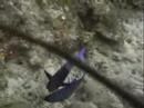 MATING DANCE! Creole wrasse - Belize ...