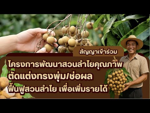 รายละเอียดสัญญา โครงการพัฒนาสวนลำไยคุณภาพตัดแต่งทรงพุ่ม/ช่อผล ฟื้นฟูสวนลำไย เพื่อเพิ่มรายได้