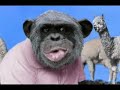 Brokeback Monkey