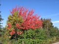 Autumn Ross Ferry Cape Breton NS