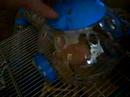 Hamster Syr in buizen
