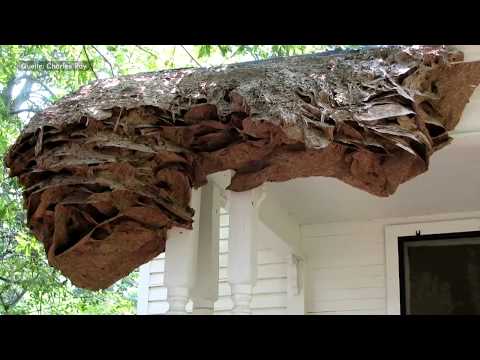 USA: In Alabama bauen Wespen plötzlich gigantische Nest ...