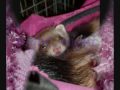 ferrets