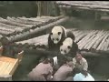 Wolong Panda Nursery
