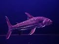 African Tigerfish Hydrocynus Vittatus Brevis ATF