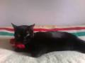 videos de Meet Dante