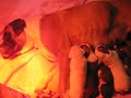 Irish Boxer Pups
