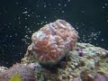 Dando camarão pro coral 